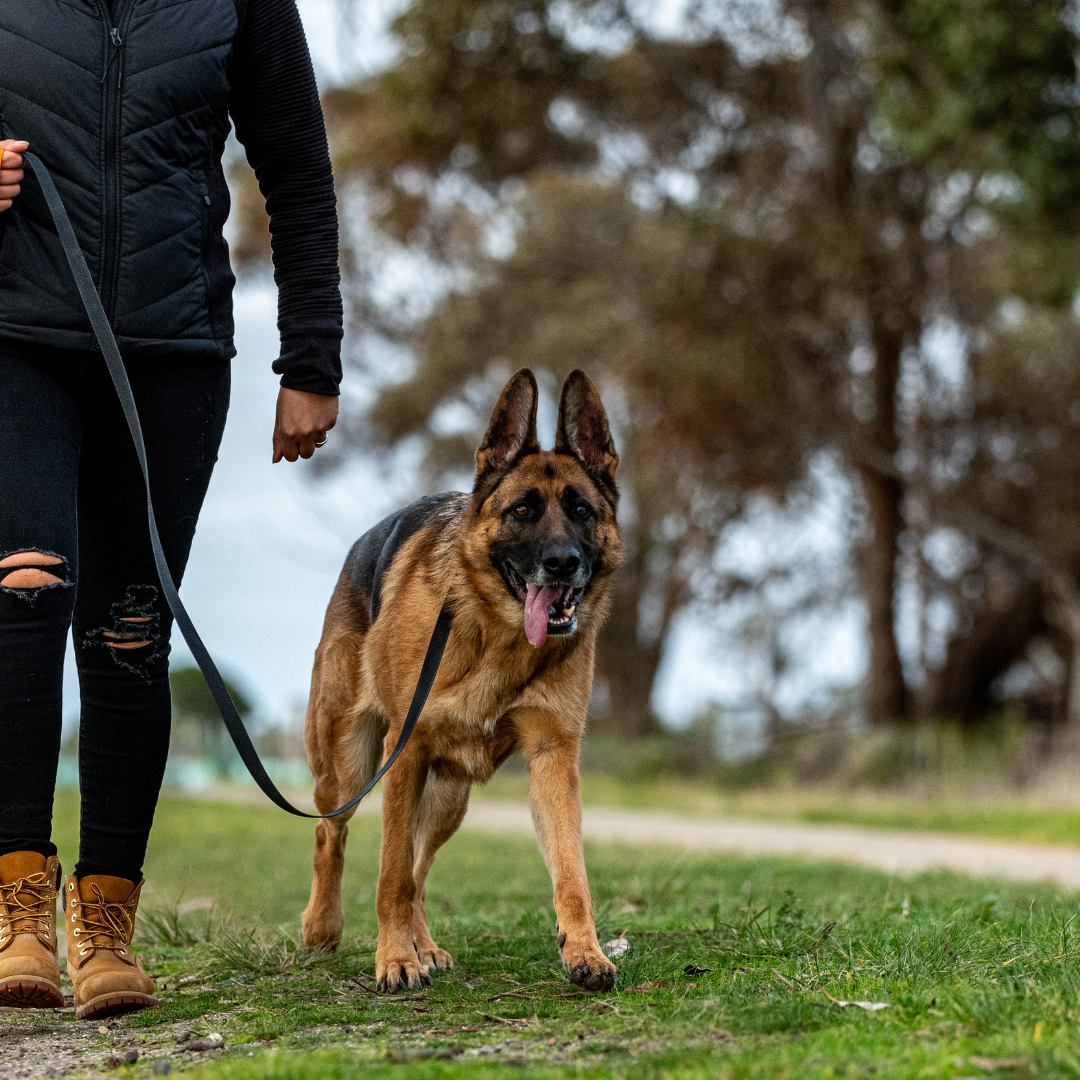 Black - Long Line Dog Lead; Washable; Light; Strong; Comfortable