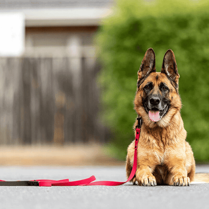 Maroon with Black Handle - Long Line Dog Lead; Washable; Light; Strong; Comfortable; Waterproof