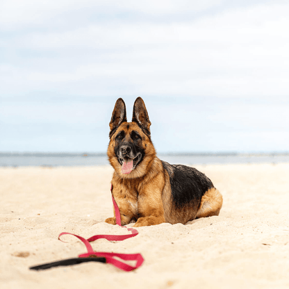 Maroon with Black Handle - Long Line Dog Lead; Washable; Light; Strong; Comfortable; Waterproof